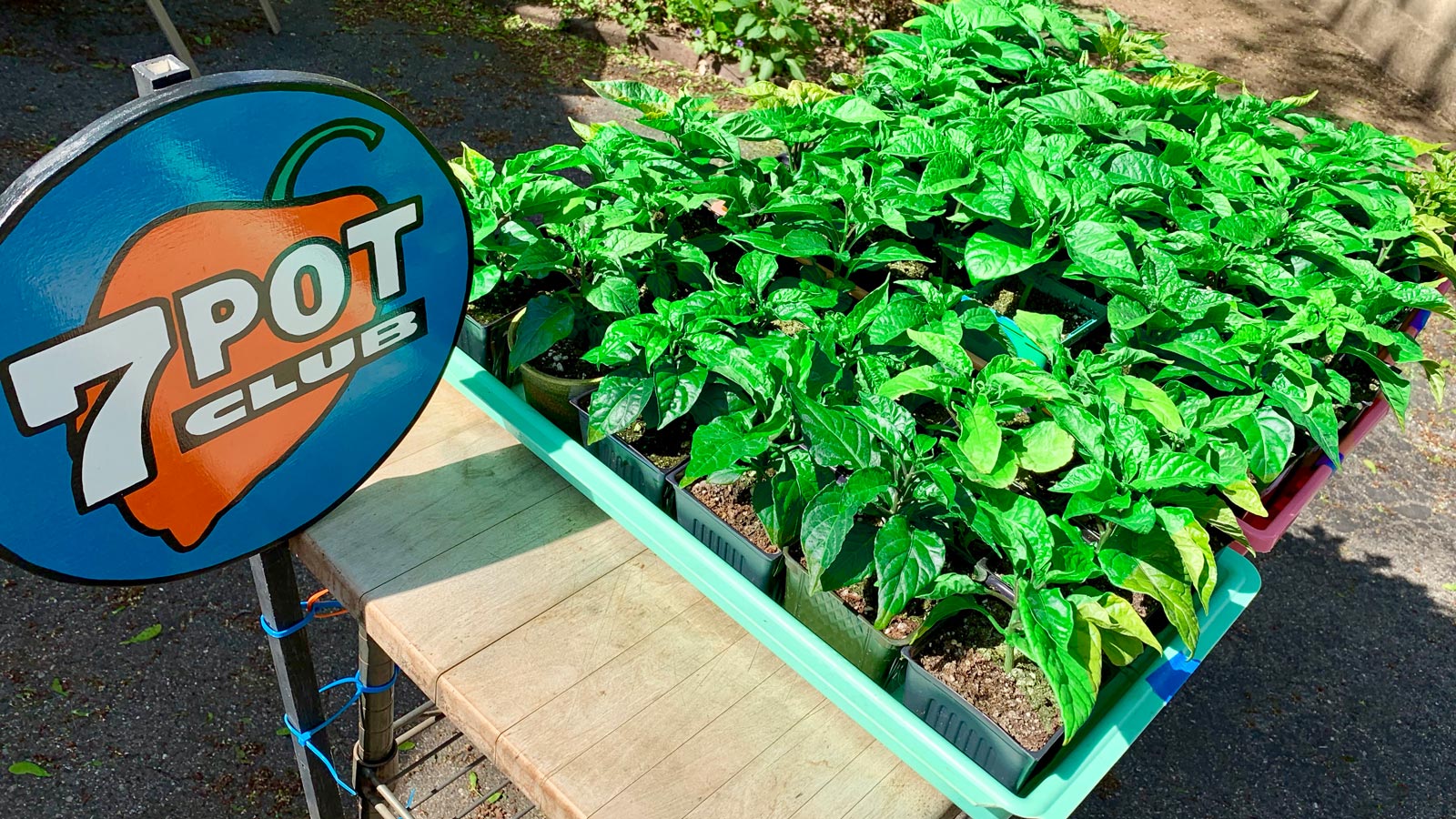  7  Pot  Club Hot Pepper Plant  Sale 2022