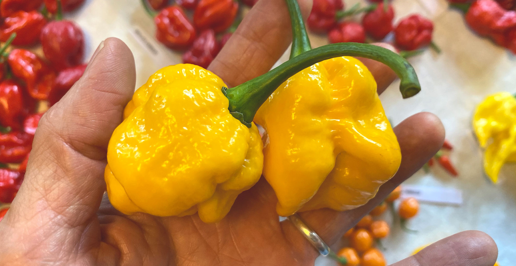 Two large 7 Pot Primo hot peppers held in the palm of a hand