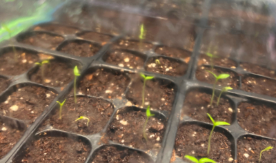 photo of hot pepper seedlings